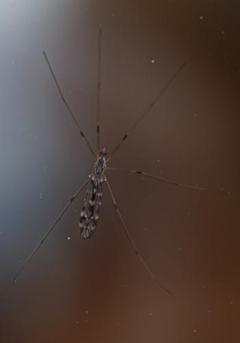 Réf. 350 031 : Tipula sp.